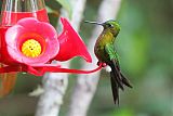 Golden-breasted Puffleg